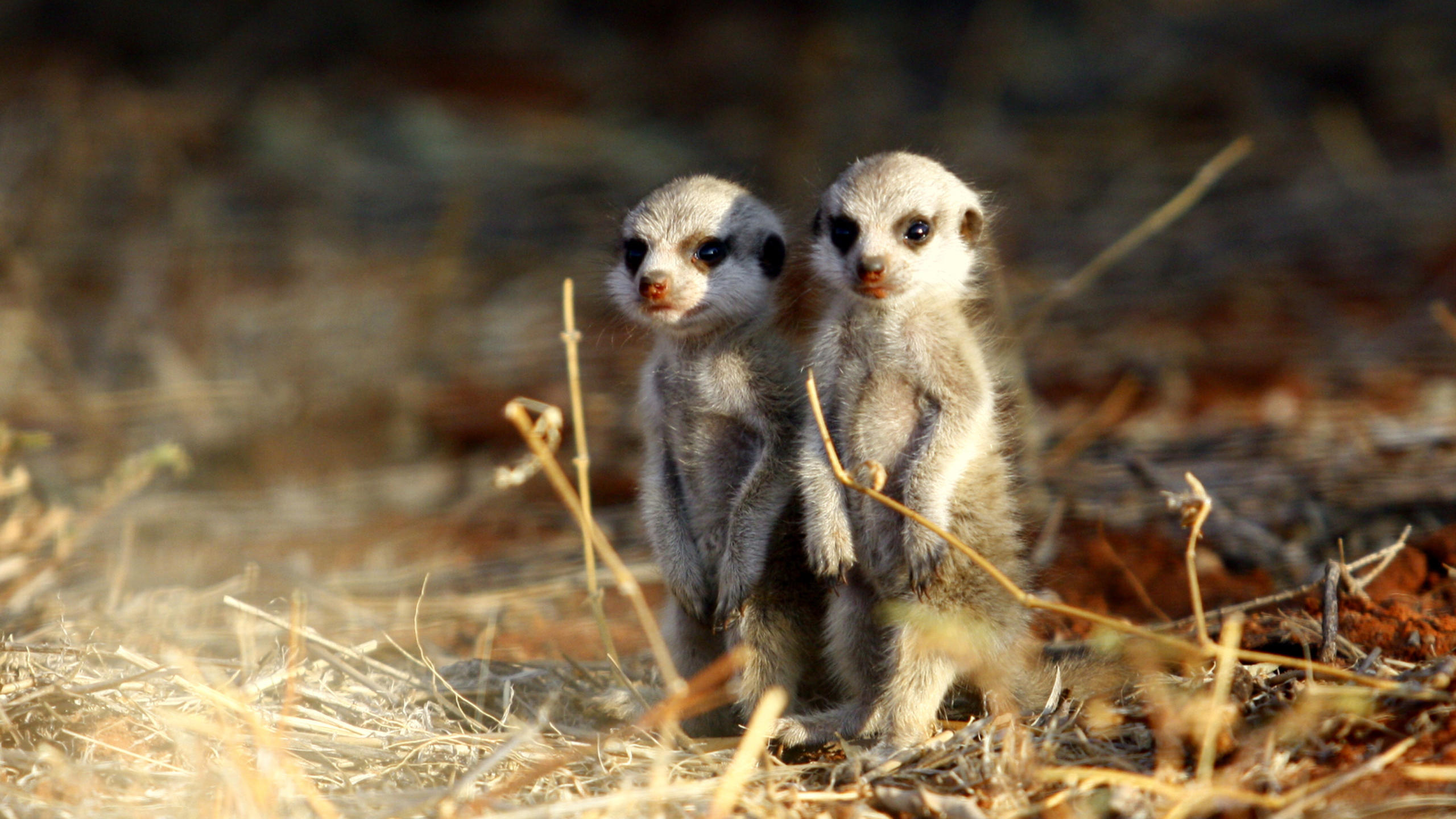 Family South Africa Journey